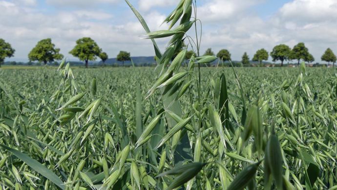 L’avoine jaune Lion (photo), de Saaten-Union, va commencer à être multipliée cette année en France, tout comme la variété KWS Ocre.